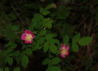 2008-04-28_5 Wood Rose Cropped TN.jpg - 31503 Bytes